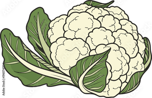 Fresh Cauliflower Vegetable Healthy Food. Organic Cauliflower Farm Fresh Produce. Whole Cauliflower Natural Food Ingredient. Cauliflower Head Isolated Food Item. Green Leaf Cauliflower Vegetable art