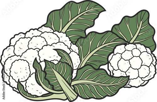 Fresh Cauliflower Vegetable Healthy Food. Organic Cauliflower Farm Fresh Produce. Whole Cauliflower Natural Food Ingredient. Cauliflower Head Isolated Food Item. Green Leaf Cauliflower Vegetable art
