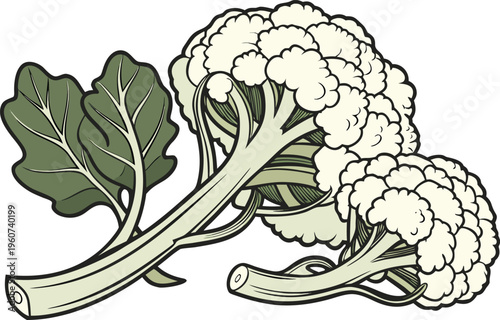 Fresh Cauliflower Vegetable Healthy Food. Organic Cauliflower Farm Fresh Produce. Whole Cauliflower Natural Food Ingredient. Cauliflower Head Isolated Food Item. Green Leaf Cauliflower Vegetable art