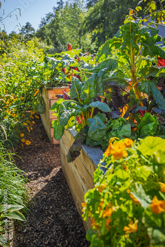 Lush wooden raised garden bed filled with various greenery, vegetable and herbs
