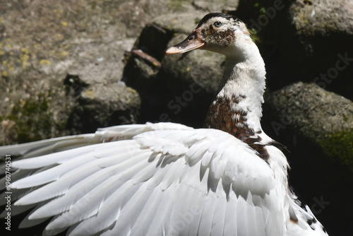 Wallpaper Mural Uma linda marreca dando um show de beleza tomando banho no lago do Museu da República - Palácio do Catete - RJ Torontodigital.ca