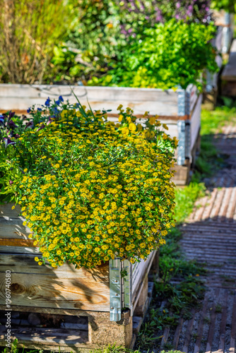 Lush wooden raised garden bed filled with various greenery, vegetable and herbs