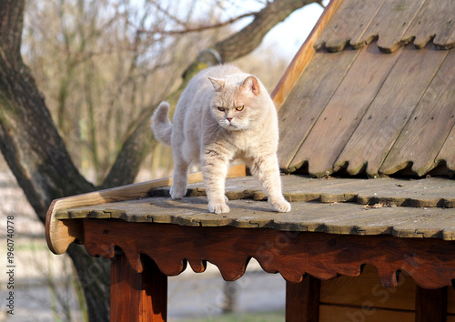 A beautifully colored British cat on a wooden roof