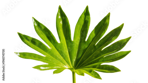 Vibrant green palmate leaf with pointed leaflets and a slender stem, isolated on transparent background for botanical designs and nature themes
