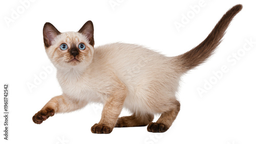 Photos Adorable Siamese kitten with light brown fur and blue eyes playfully stretching