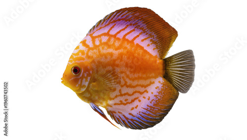 Photos Vibrant orange and purple discus fish with intricate patterns, displaying elegan