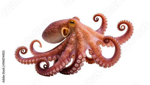 Photography Detailed brown octopus with textured skin and curled tentacles, gracefully posed