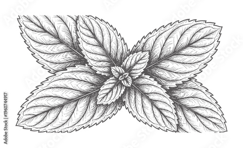 Black and white of mint leaves arranged symmetrically herb botanical vintage