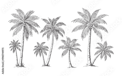 Collection of hand drawn dark grey coconut palm trees with textured trunks and fronds