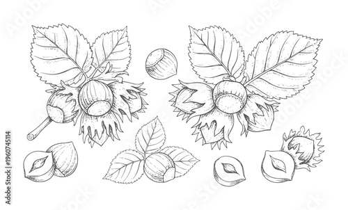 Hand drawn hazelnut branches leaves and nuts vintage food ingredient natural