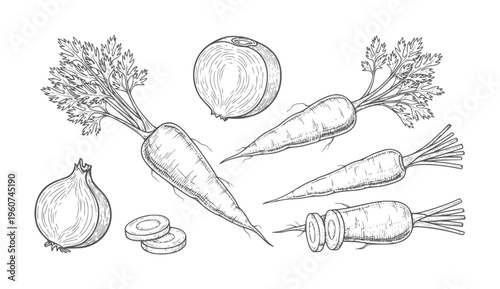 Hand drawn of carrots and onions with slices white vegetable food ingredient