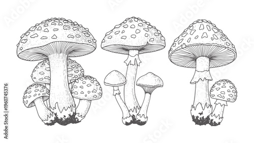 Three groups of black and white line toadstool mushrooms fungus nature wild