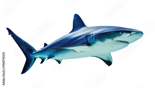 Foto Sleek blue shark swimming gracefully with visible gills and dorsal fin, isolated