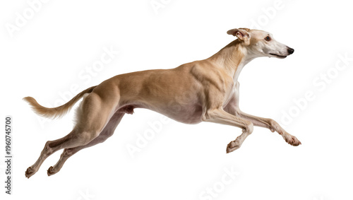 Photography Elegant fawn-colored Italian Greyhound gracefully leaping mid-air displaying ath