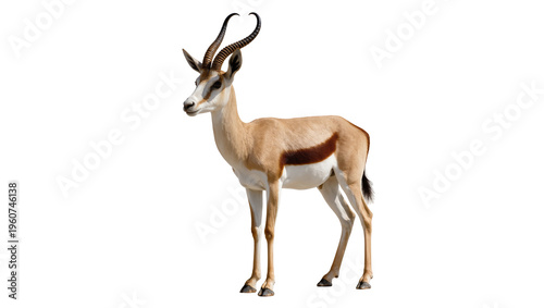 Quadro em tela Elegant adult Grant s gazelle with curved black horns displaying a light brown c