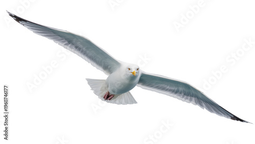 Картината върху платно Graceful adult seagull in mid-flight wings outstretched showing detailed feather