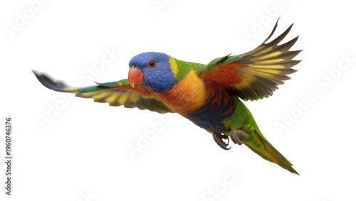 Schilderij op canvas Vibrant rainbow lorikeet parrot in mid-flight displaying brilliant plumage of bl