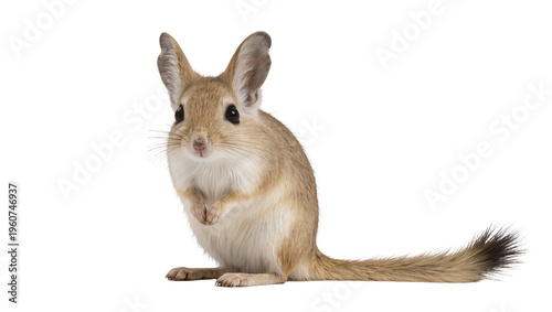 Quadro em tela Cute gerbil with soft brown fur and long fluffy tail, attentively posing isolate