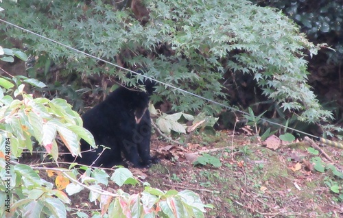民家の裏庭に潜むニホンツキノワグマ
