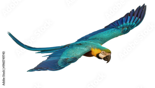 Obraz na płótnie Vibrant blue green and yellow macaw parrot in mid-flight with outstretched wings