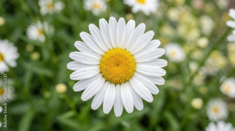 Obraz premium Close-up of a single white daisy flower