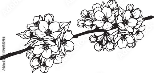Black and white cherry blossom branch, floral vector illustration, line art flowers, blooming tree twig