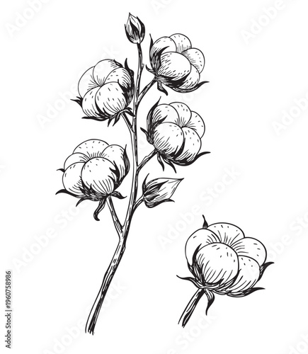 Hand drawn cotton plant illustration with cotton bolls and branch. Botanical vintage style line art isolated on background. Natural fiber, textile industry concept for World Cotton Day design.