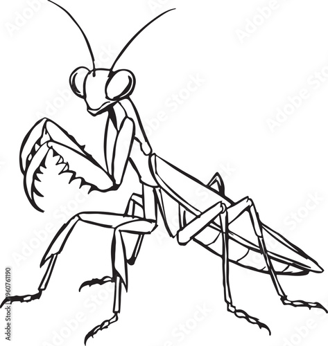 Detailed line art illustration of a praying mantis, showcasing its distinct predatory stance and intricate body structure, perfect for nature-themed designs or educational materials