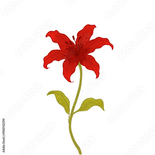 red lily isolated on white