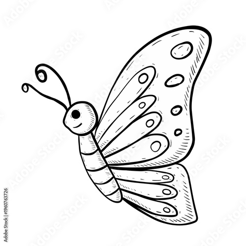 butterfly vector sketch illustration