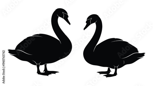 Two black swans are depicted in a minimalist elegant silhouette style