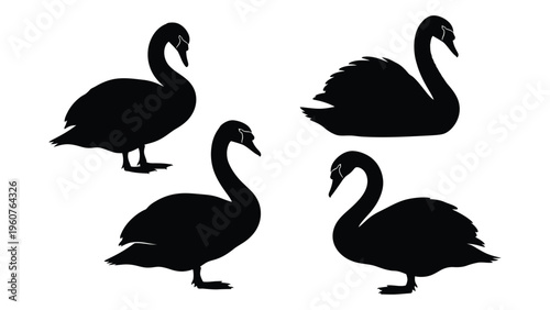 Silhouettes of four black swans in various poses against a white background
