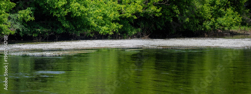 White flowers float on the Dordogne River near La Roque-Gageac in Perigord, France