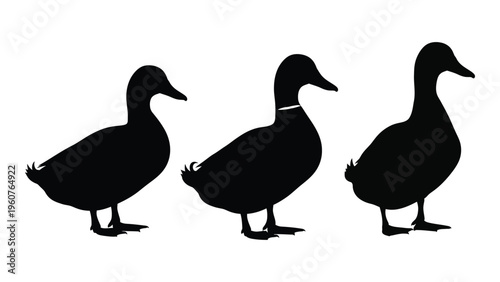 Tableau sur toile Silhouette of three ducks in a row showcasing their distinct postures and forms
