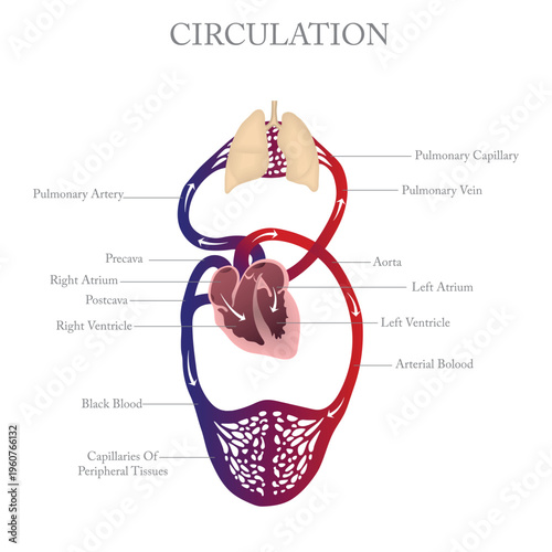 Human Blood Circulation Diagram Heart, Lungs and Double Circulation Vector Illustration.