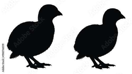 Silhouettes of two birds possibly quail or partridge depicted in a stark black and white style