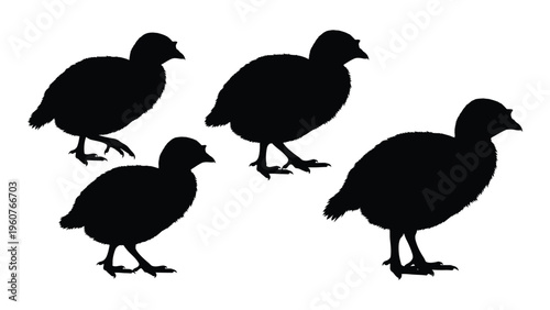 Silhouettes of four birds likely waterfowl are displayed against a white background