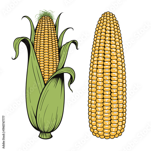 Two corn illustrations: one ear partially covered with its green husk and silk, and another fully husked ear displaying neat rows of bright yellow kernels.