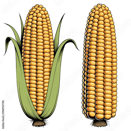 Left Ear: Shown partially husked, featuring vibrant green leaves peeled back to reveal rows of yellow kernels and a tuft of light green silk at the top. Right Ear: Shown fully shucked.