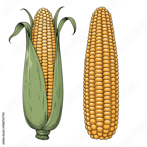 Two corn cobs side by side: one still partly wrapped in green husks with leaves extending outward, and the other fully husked, revealing all of its golden kernels. It’s a simple comparison of corn.