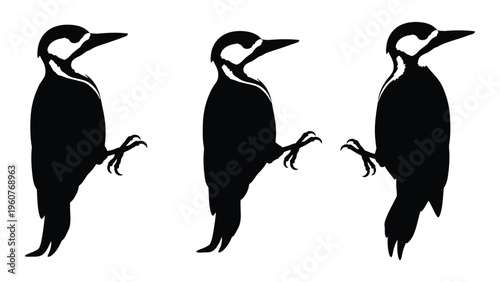Three woodpeckers in silhouette showcasing their distinctive shapes and postures