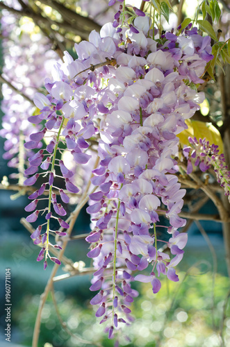 Fotografie petalos , flores , parque , naturaleza , primavera , morado