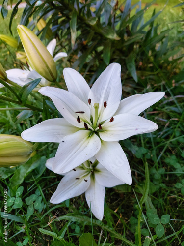 White lilies with buds on a flower bed. White garden flowers