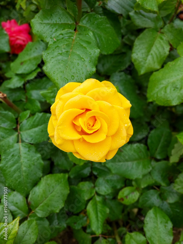 Yellow rose in molds with drops after rain on a flowerbed. In the background is a pink rose in a flower bed. Mobile photo of a beautiful yellow rose, top view.