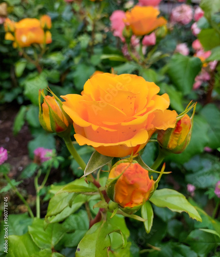 Yellow rose with buds on a flowerbed. Mobile photo of a beautiful yellow rose