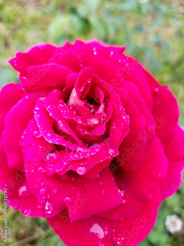 Macro photo of a pink rose with drops on the petals