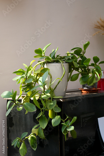 Green peperomia plant in ceramic pot minimal interior decor