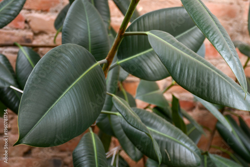 Green Ficus Elastica Plant with Glossy Leaves Natural Texture