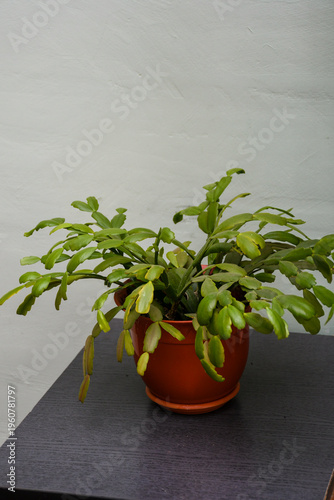 Green Schlumbergera cactus plant in flowerpot home interior