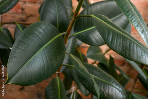 Rubber Plant Leaves Close Up – Ficus Elastica Indoor Houseplant